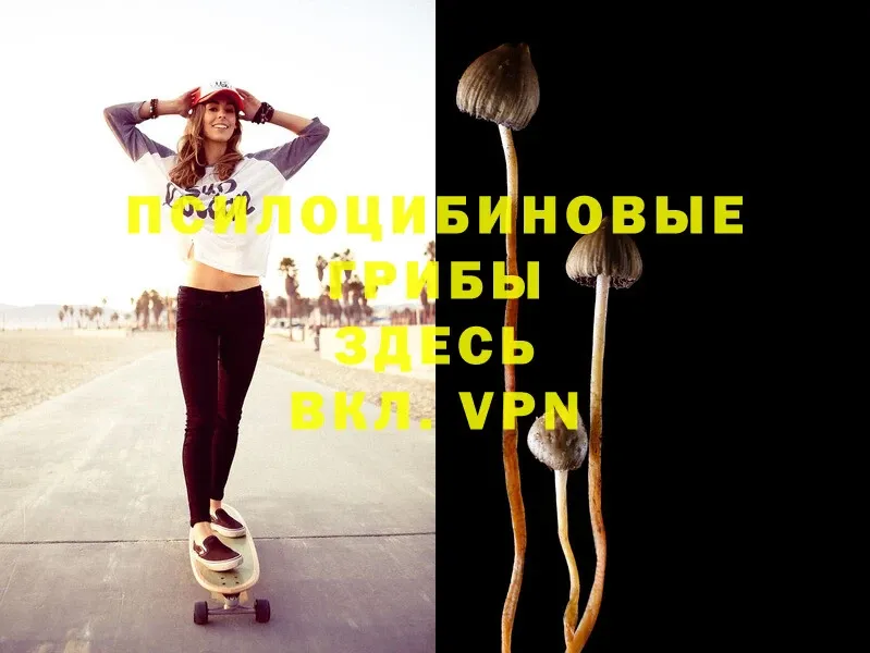 Псилоцибиновые грибы Psilocybe  Завитинск 